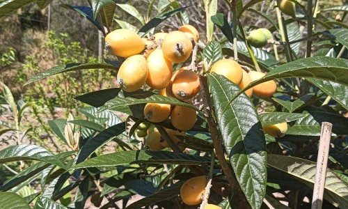 康萃乐益生菌嚼片吃法-专业康萃乐益生菌是饭前吃还是饭后吃平台-康萃乐益生菌配料表
