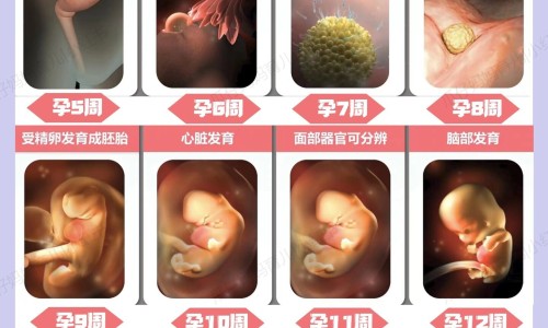 怀孕可以吃烤麸吗？怀孕吃什么比较好